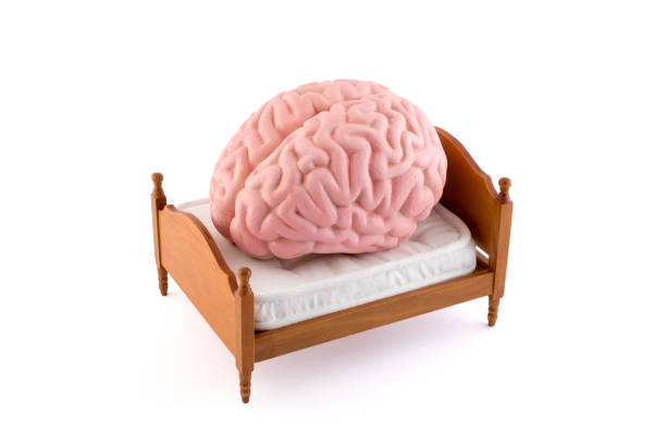 Human brain resting on the bed isolated on white background stock photo