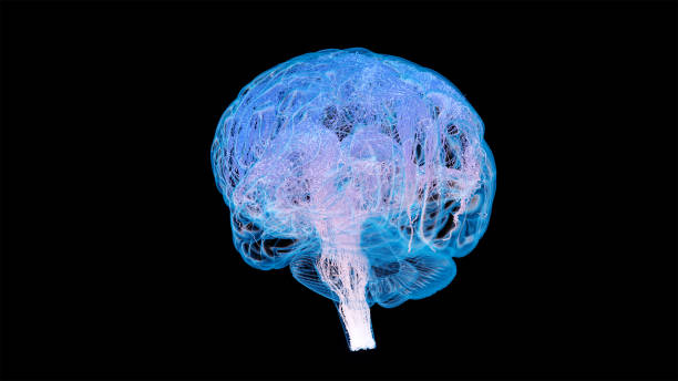 Human brain wiring stock photo
