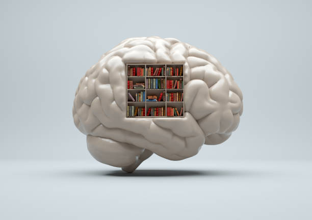 cérebro humano com uma biblioteca dentro e livros. treinamento mental e conceito de autodesenvolvimento.  esta é uma ilustração de renderização 3d - aperfeiçoamento pessoal - fotografias e filmes do acervo