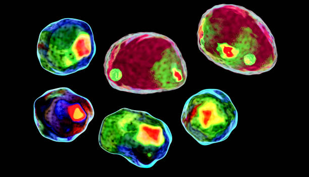 mänsklig cell, färgad i imaging flöde cytometri stil - däggdjur bildbanksfoton och bilder