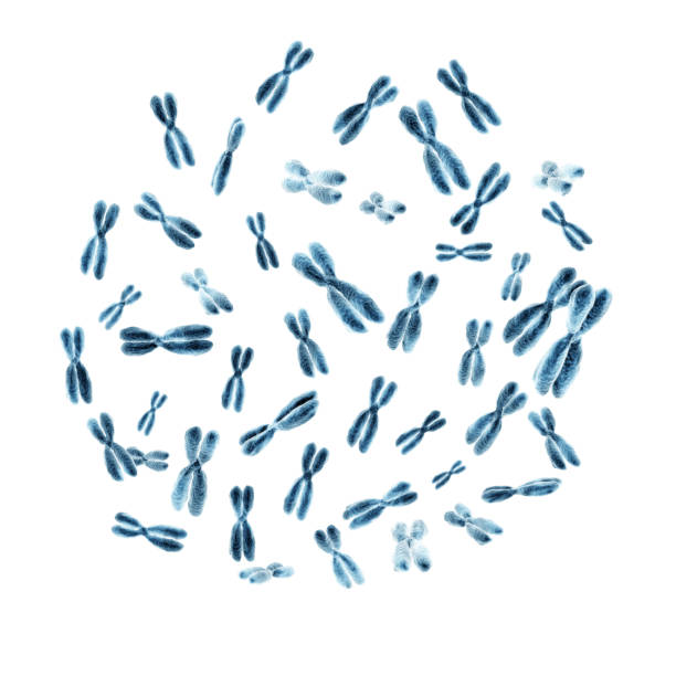 human chromosomes Set of 46 human chromosomes isolated on white background. 3D illustration chromosome stock pictures, royalty-free photos & images