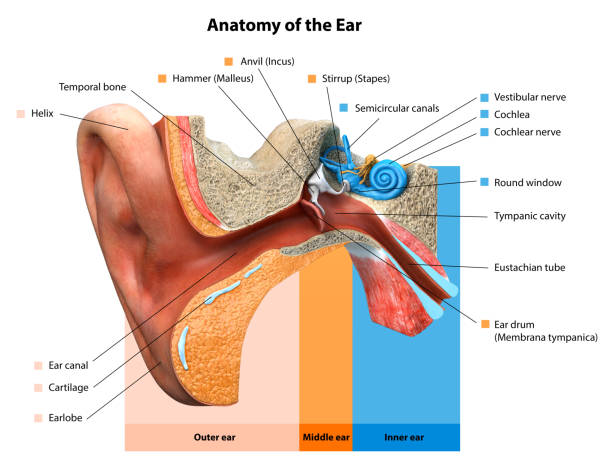 Human ear anatomy. Ears inner structure, Medical Education Chart of Biology,Human ear in medical concept, anatomical structure,3D rendering Human ear anatomy. Ears inner structure, Medical Education Chart of Biology,Human ear in medical concept, anatomical structure,3D rendering stirrup stock pictures, royalty-free photos & images