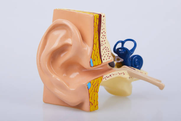 insan kulak modeli izole - hearing aids stok fotoğraflar ve resimler