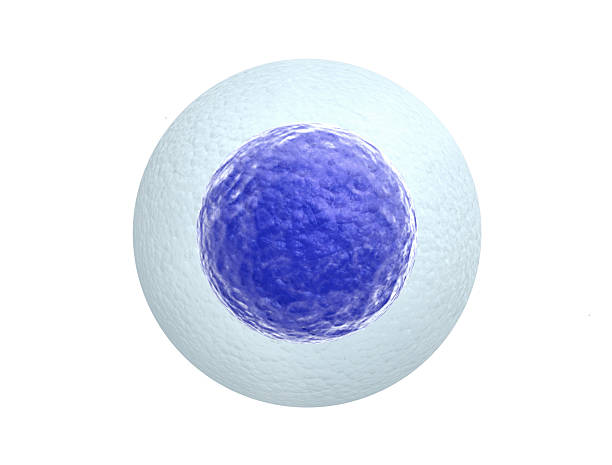Human Egg Cell Highly detailed image of human egg cell isolated on white background. human cell stock pictures, royalty-free photos & images