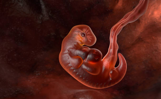 Human embryo at the end of 5 weeks stock photo