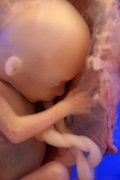 Human embryo while in the womb with eyes closed stock photo