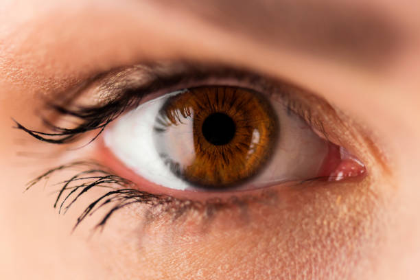 Human Eye Close-up of a human eye brown eyes stock pictures, royalty-free photos & images