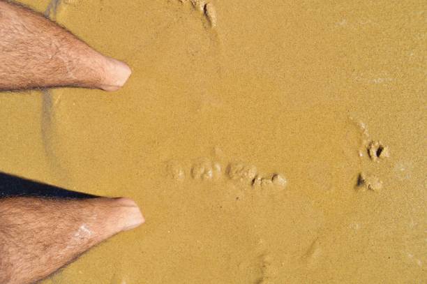 Human feet of a male or man with hairy legs buried in wet beach sand with copy space Human feet of one male or man with hair on legs buried in wet beach sand with copy space. The feet are fully immersed in sand. human feet buried in sand. summer beach stock pictures, royalty-free photos & images