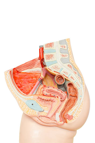 Human female reproductive organs stock photo
