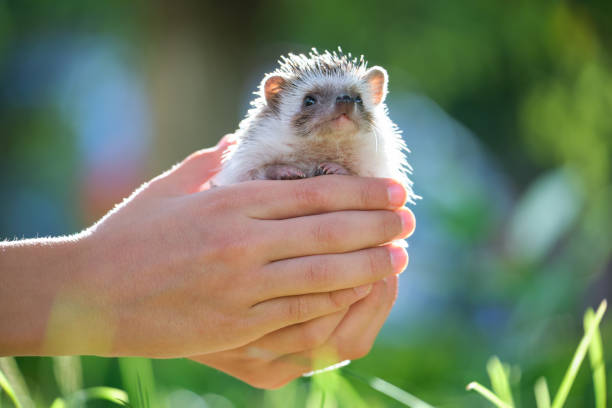 Human hands holding little african hedgehog pet outdoors on summer day. Keeping domestic animals and caring for pets concept. stock photo