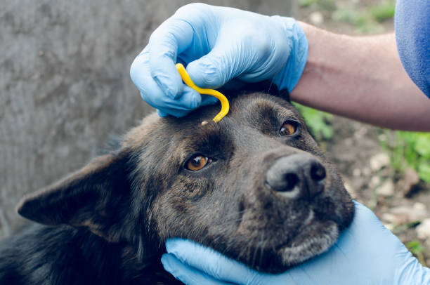 Human hands in blue gloves remove the tick with the hook of the dog stock photo