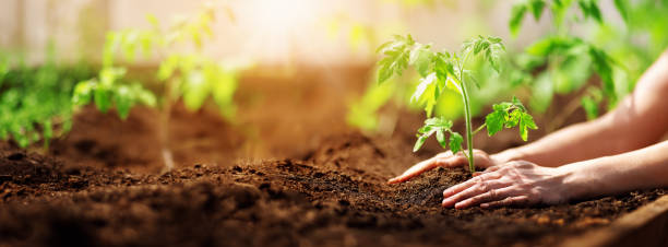 Human hands planting sprouts of tomato in greenhouse stock photo
