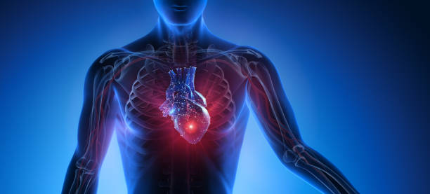Human Heart Anatomy Illustration Human Heart Anatomy Illustration - 3D Render heart image stock pictures, royalty-free photos & images