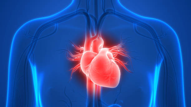 Human Heart Anatomy 3D Illustration of Human Heart Anatomy human heart stock pictures, royalty-free photos & images