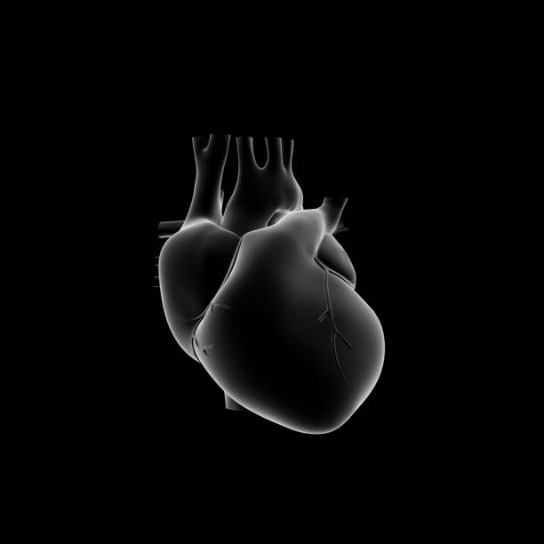 Human Heart, Medical Illustration stock photo