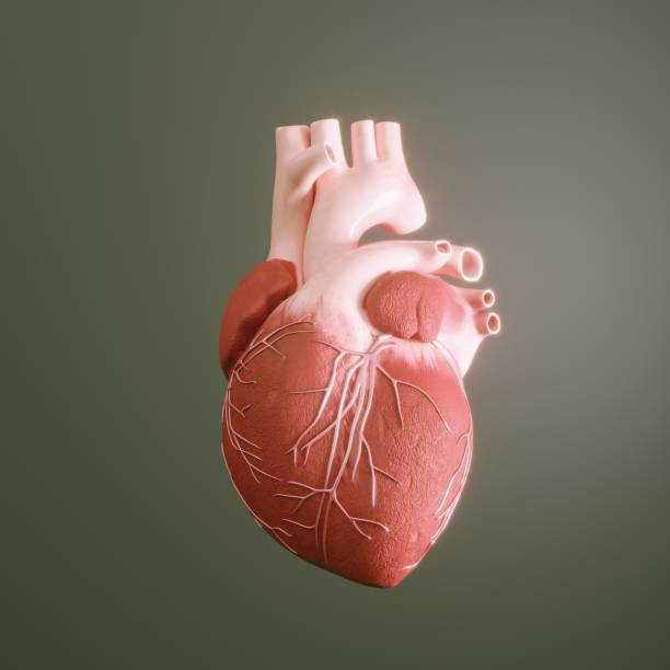 Human Heart Digital generated human heart. ( 3d render ) human heart stock pictures, royalty-free photos & images