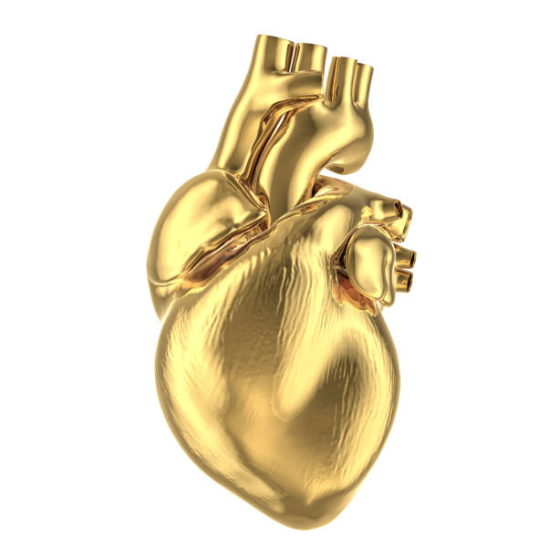 3D Human heart stock photo