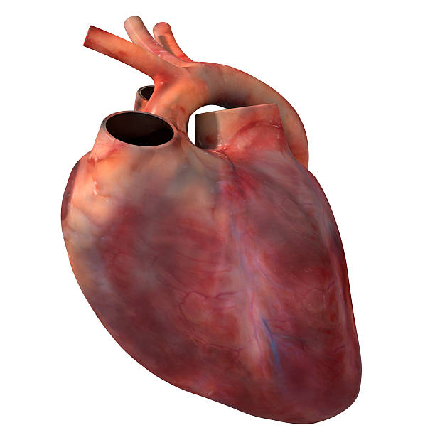Human Heart stock photo