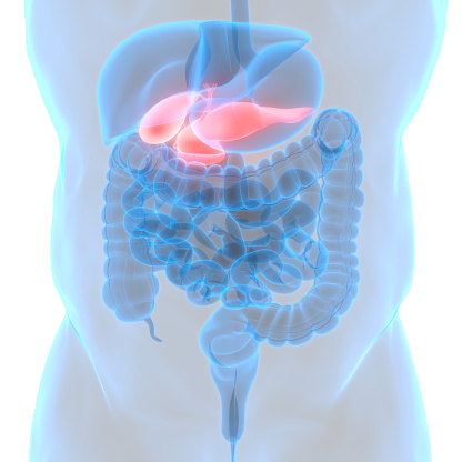 Human Internal Organs Pancreas With Gallbladder Anatomy Stock Photo ...