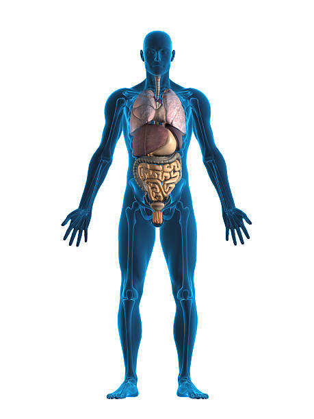 Human internal organs stock photo