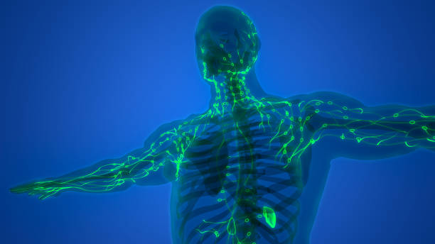 human internal system lymph nodes anatomy - 淋巴結 插圖 個照片及圖片檔