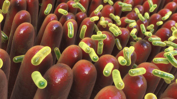 Human intestine with intestinal bacteria stock photo