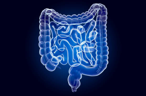 Human intestines, x-ray hologram. 3D rendering on dark blue background Human intestines, x-ray hologram. 3D rendering on dark blue background colon stock pictures, royalty-free photos & images