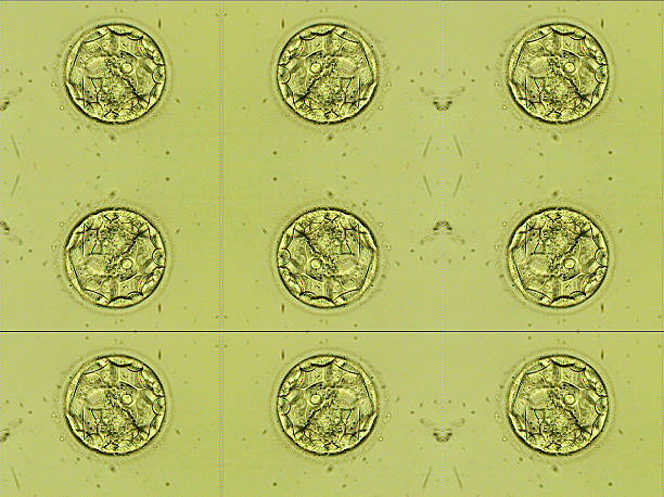 Human IVF blastocyst embryo five days old - mosaic stock photo