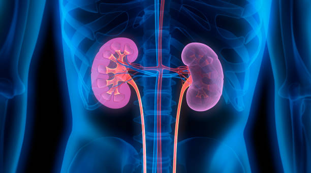 Human Kidneys - Medical Illustration stock photo