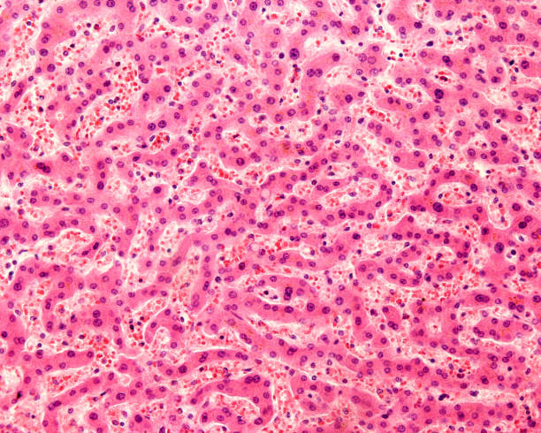 Human liver Light micrograph of a human liver stained with hematoxylin and eosin. The hepatocytes are arranged in cords separated by clear areas where hepatic sinusoids showing red blood cells are located. histology stock pictures, royalty-free photos & images