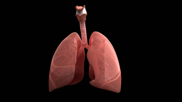 Human Lungs Anatomy stock photo