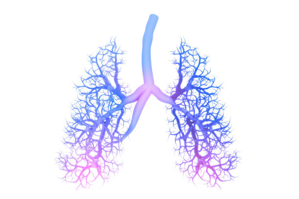 Human lungs anatomy Human lungs anatomy breath vapor stock pictures, royalty-free photos & images