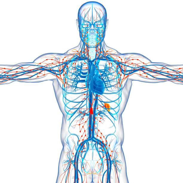 人類淋巴結解剖醫學概念3d渲染 - 淋巴結 插圖 個照片及圖片檔