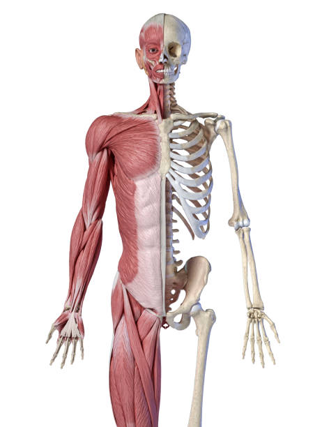 menselijke anatomie van de mannelijke, 3/4 figuur gespierde en skelet systemen, vooraanzicht. - arm lichaamsdeel stockfoto's en -beelden