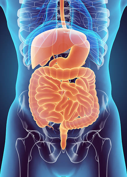 3D human male x-ray digestive system. stock photo