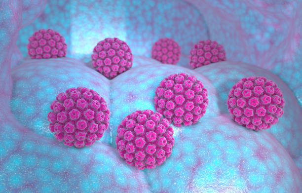 Human papillomavirus virus family, Papillomavirus hpv family