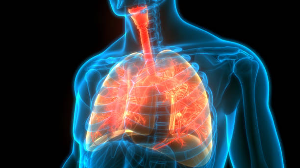 menselijke ademhalingssysteem longen anatomie - astmatisch stockfoto's en -beelden