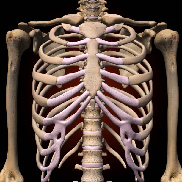 Human Rib Cage Human female skeleton rib cage anatomy against a black background. cartilage stock pictures, royalty-free photos & images