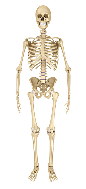 Human Skeleton Isolated Medically Accurate 3d Illustration Stock Photo