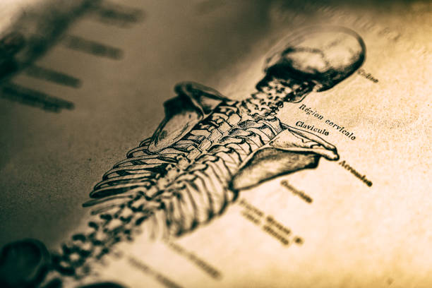 Human skeleton Human skeleton in old book spine body part photos stock pictures, royalty-free photos & images
