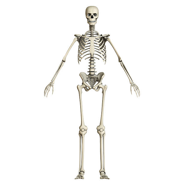 Human Skeleton Pictures 18