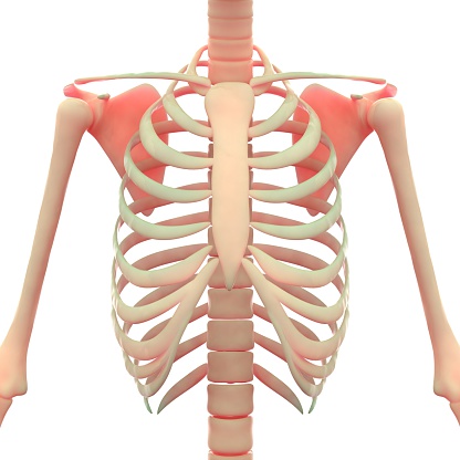 Ребра у женщин расположение фото Ребра у женщин расположение фото