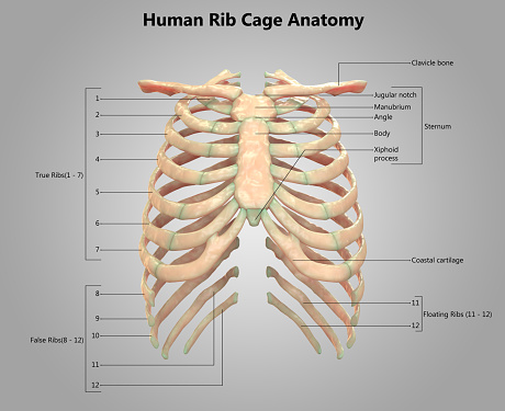 Check spelling or type a new query. Human Skeleton System Rib Cage Label Design Anatomy Stock Photo Download Image Now Istock