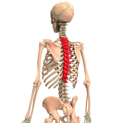 Photo libre de droit de Anatomie Du Squelette Humain La Photo libre de droit de Anatomie Du Squelette Humain La