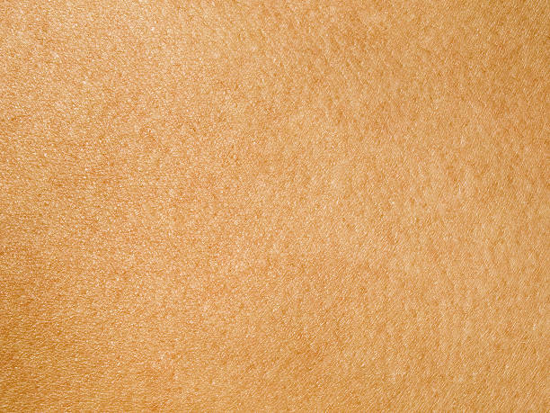 Human Skin ::: MORE TEXTURES & BACKGROUNDS ::: human skin close up stock pictures, royalty-free photos & images