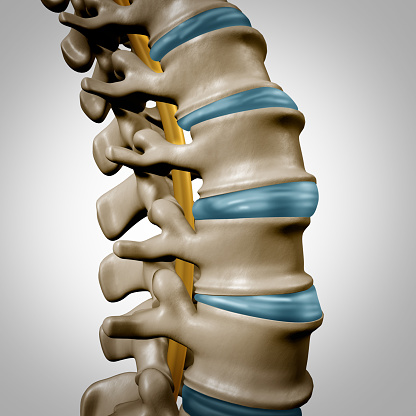 Human Spine Anatomy Section Stock Photo - Download Image Now - iStock