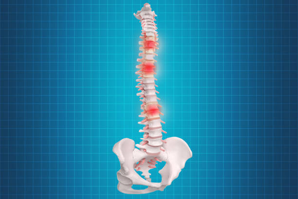 Human Spine Anatomy. Skeletal human spine and vertebral column or intervertebral discs. Detailed spine with Intervertebral discs - clipping path. Isolated on white background. Realistic skeletal human spine and vertebral column or intervertebral discs on a dark background. Lower back pain. Vertebral column in glowing highlight as a medical health care concept. x ray plates stock pictures, royalty-free photos & images