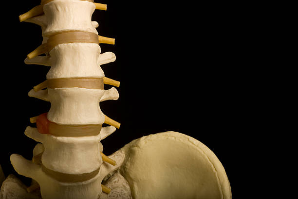 Human Spine, Pelvis, Chiropractic, Orthopedic, Medical Model, Heathcare, Isolated stock photo