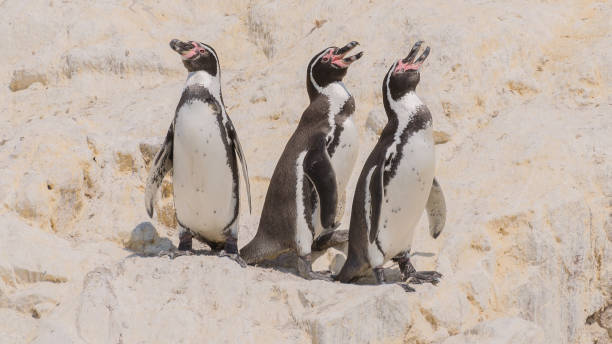 Humboldt penguins, Spheniscus humboldti stock photo