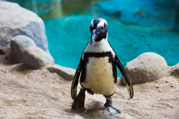Humboldti penguin. stock photo